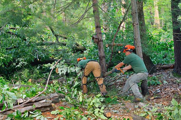 The Steps Involved in Our Tree Care Process in Concord, VA